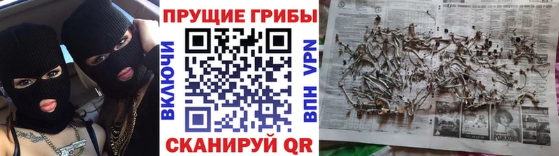 мега вход  Кузнецк  Псилоцибиновые грибы Psilocybe 